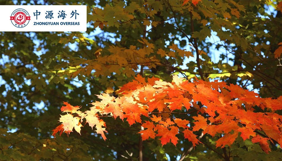 1604627711615197.jpg 新6.jpg